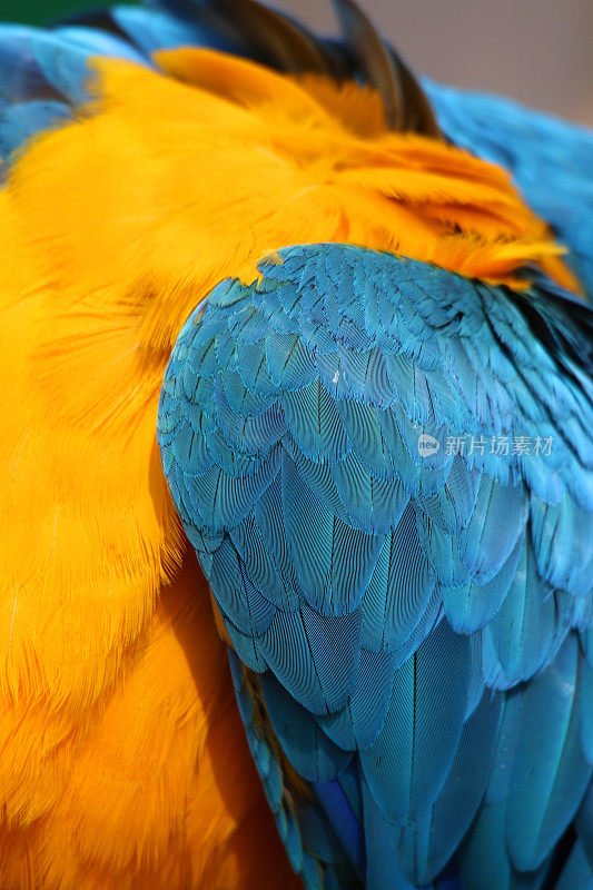 特写图像蓝色和黄色的金刚鹦鹉鹦鹉从巴西亚马逊雨林，野生鸟拍摄整理羽毛/翅膀的分支与自然模糊的背景，金色和蓝色金刚鹦鹉(阿拉阿拉劳那)的羽毛细节，笼子和鸟舍
